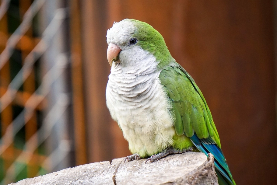 玄鳳鸚鵡壽命