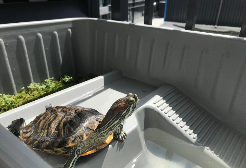 烏龜飼養箱佈置