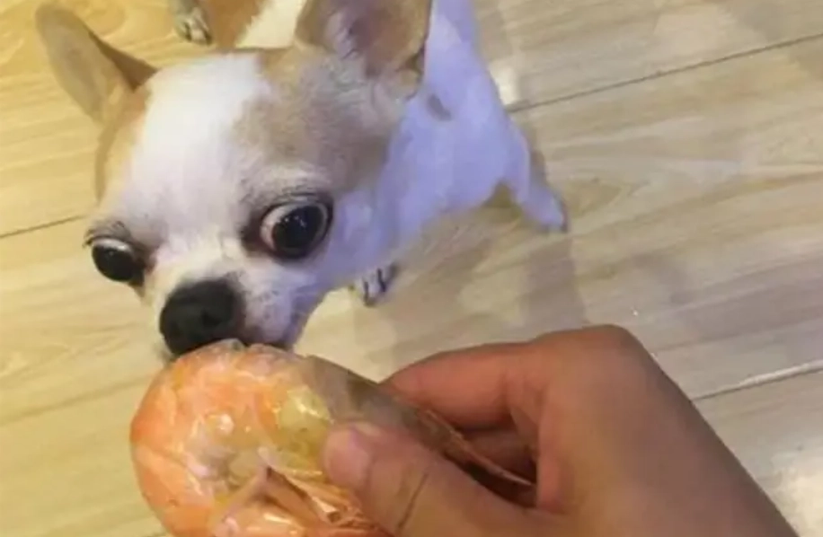 狗蝦料理 狗蝦料理