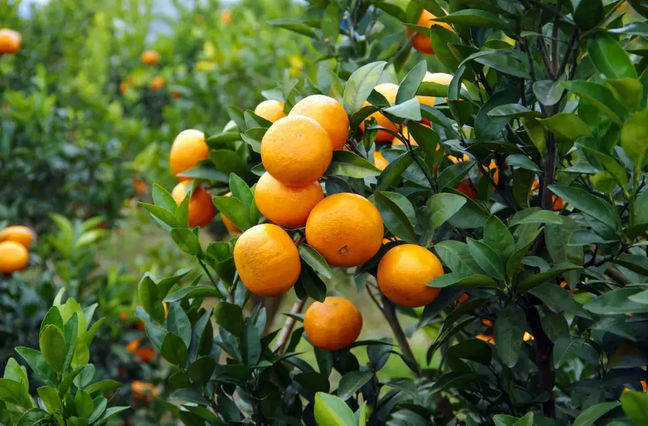 茂谷柑熱量