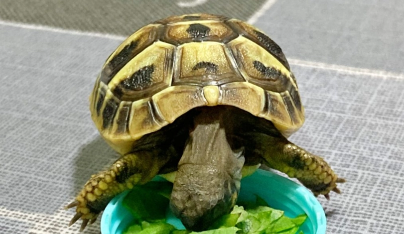 烏龜飼料推薦