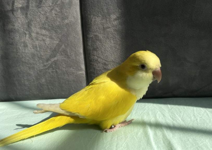 和尚鸚鵡飼養