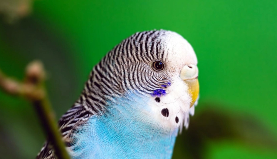 便宜又好養的鳥：別急著買，先看5種鳥的真實花費與挑鳥重點
