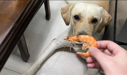 狗海鮮過敏 狗海鮮過敏
