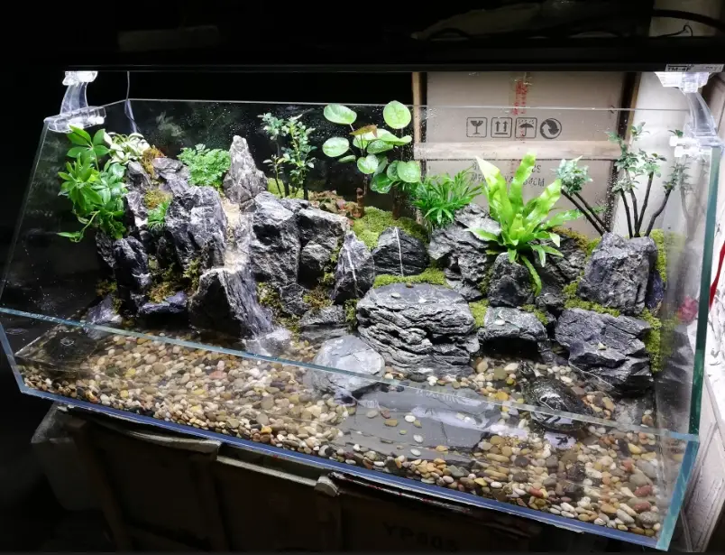 陸龜飼養箱佈置