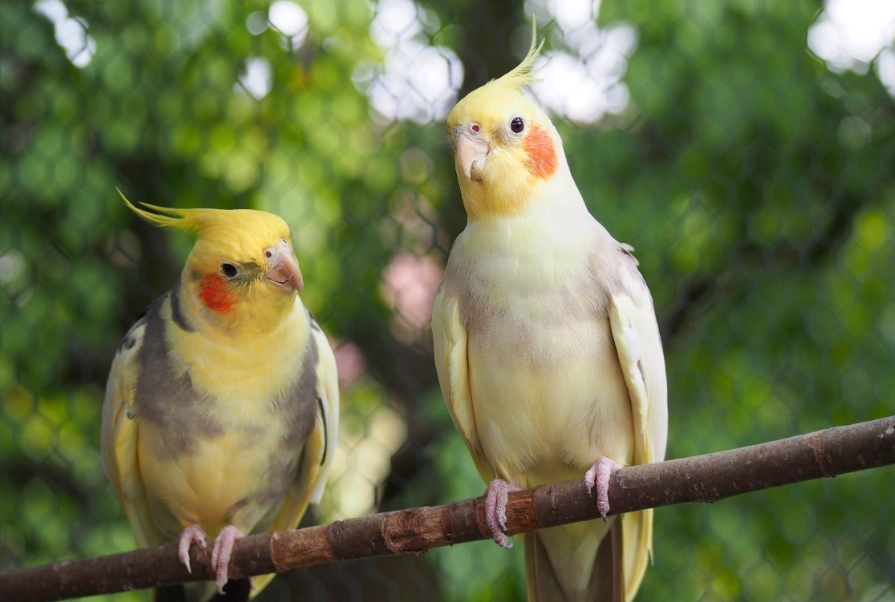 新手養鳥推薦 新手養鳥推薦