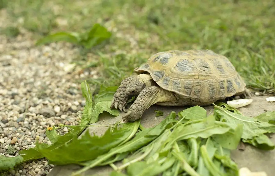 烏龜飼料推薦