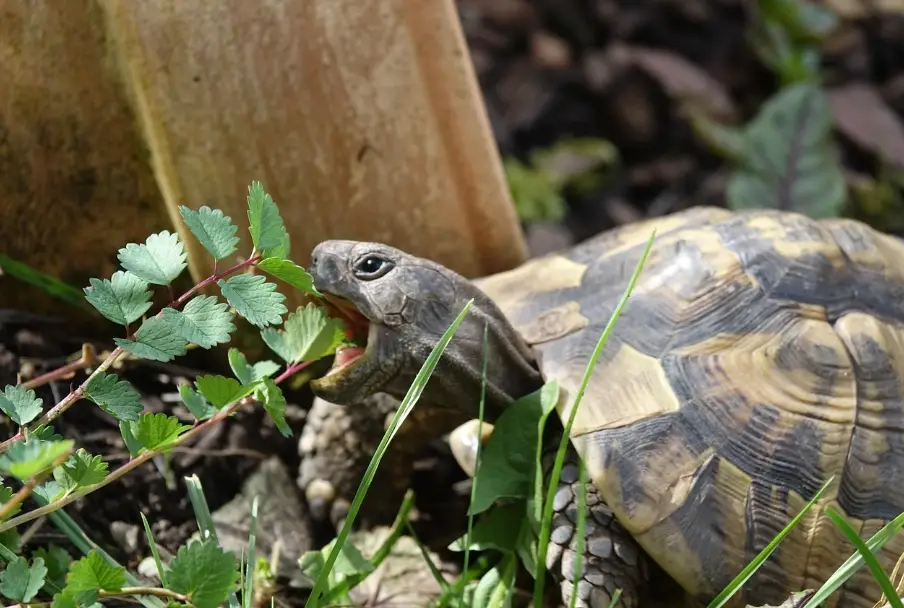 烏龜飼料推薦