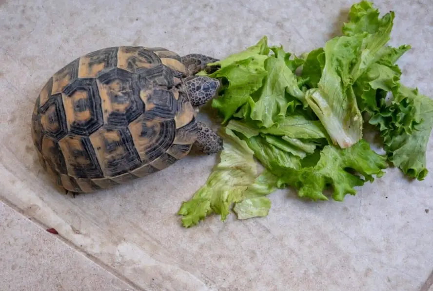 烏龜飼料推薦