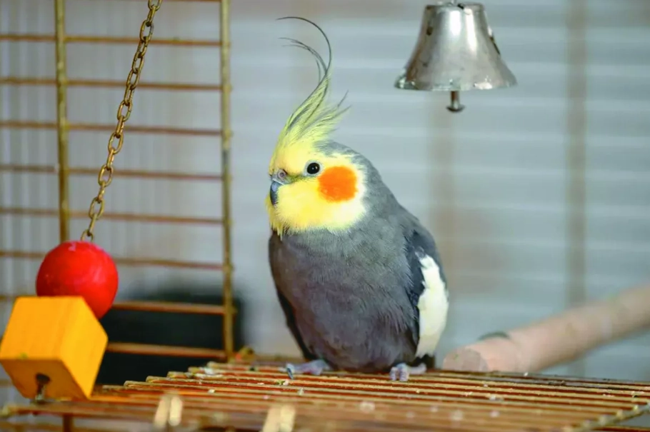 寵物鳥飼養 寵物鳥飼養