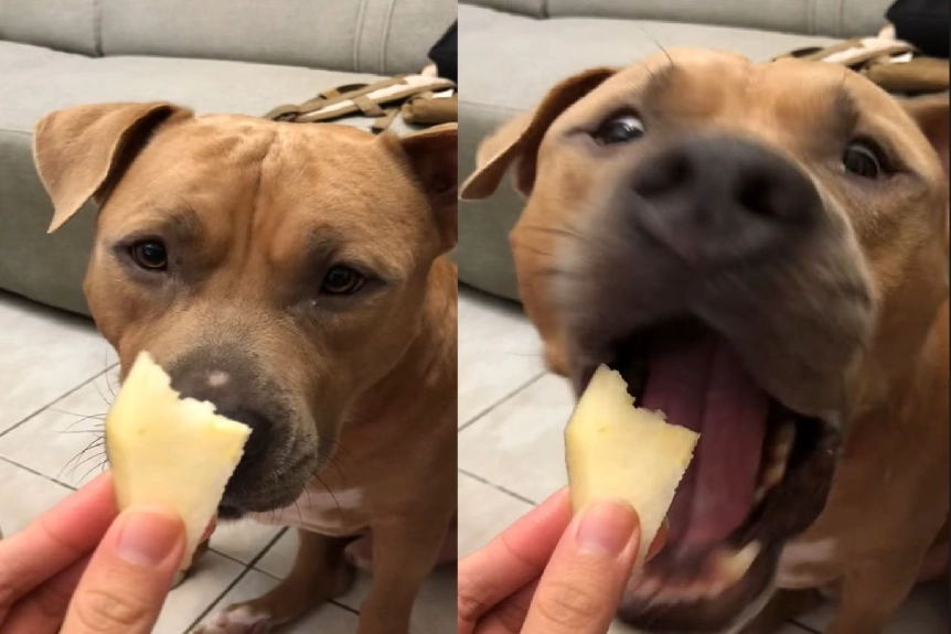 狗狗水果禁忌