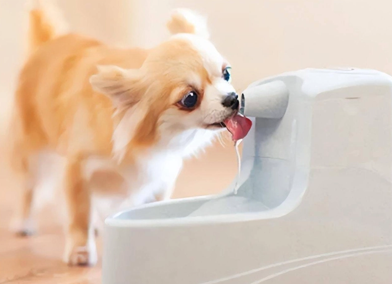 狗狗水果禁忌