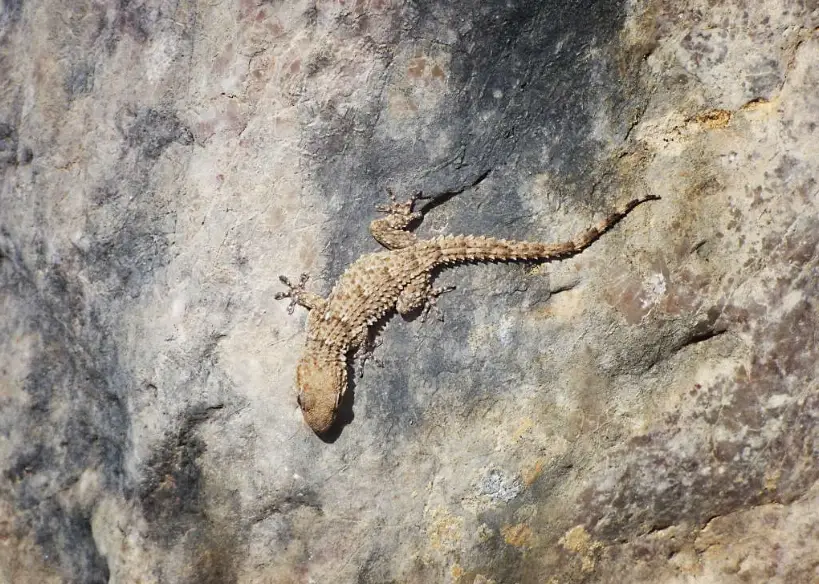 壁虎驅趕方法