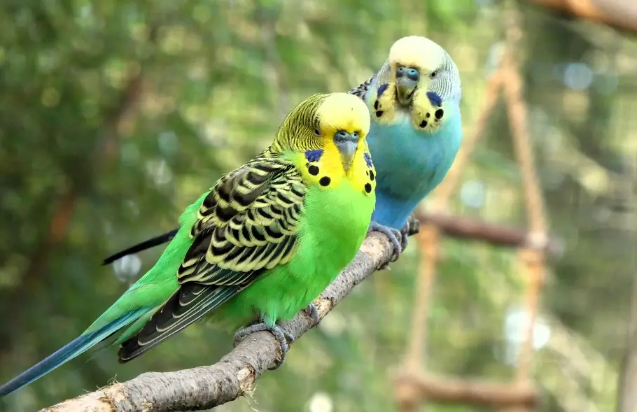 玄鳳鸚鵡壽命