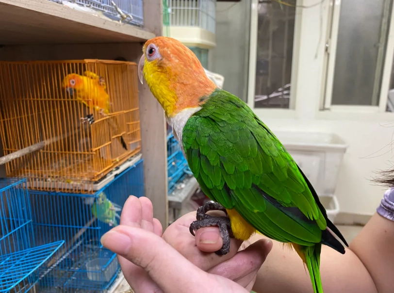 新手養鳥推薦 新手養鳥推薦