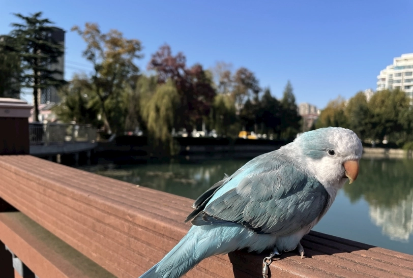 和尚鸚鵡飼養 和尚鸚鵡飼養