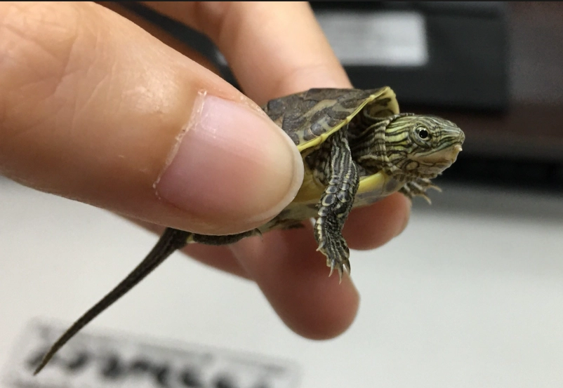 水龜飼料推薦