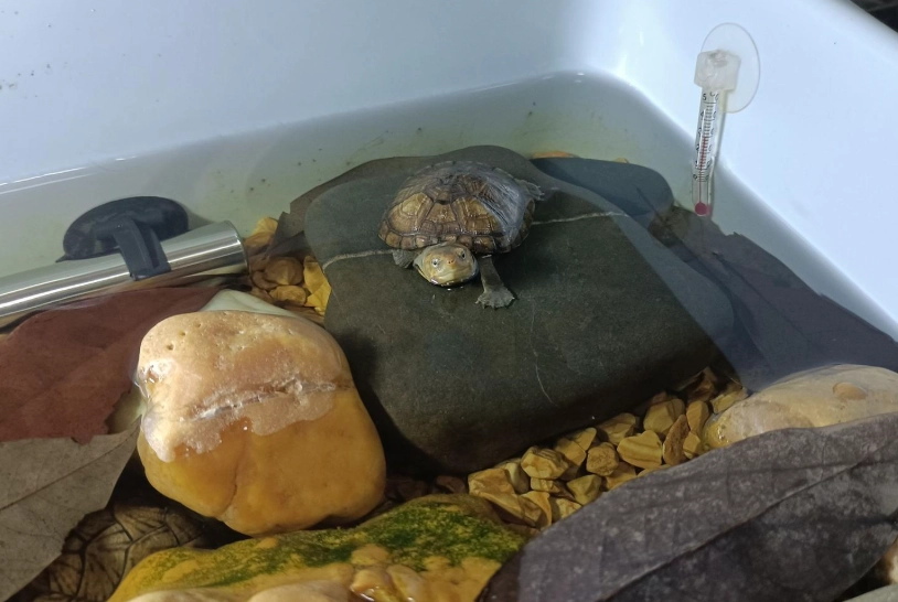 烏龜飼料推薦 烏龜飼料推薦