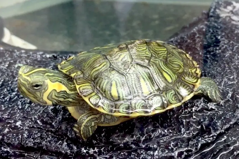巴西龜飼養