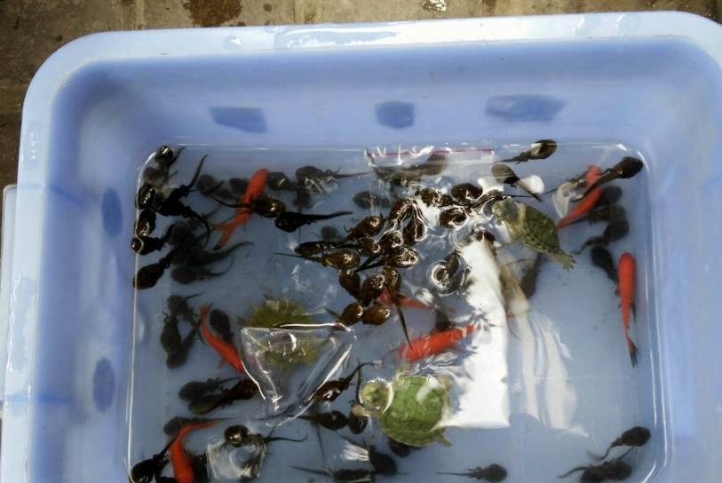 蝌蚪飼養