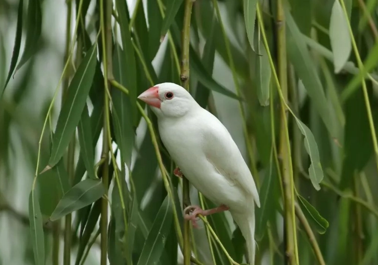 白文鳥飼養