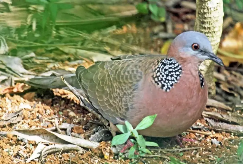 斑鳩陽台築巢