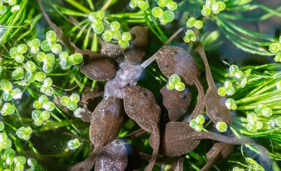 蝌蚪食物