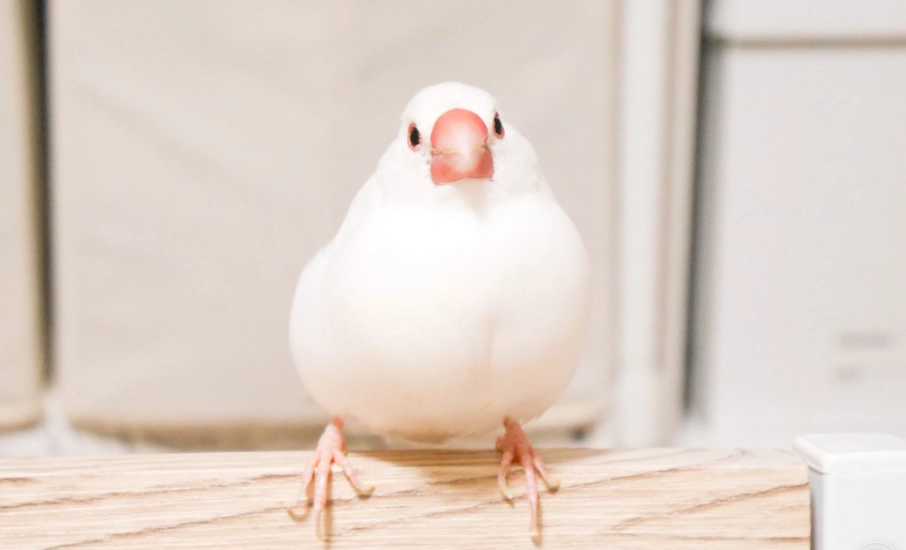 白文鳥配對