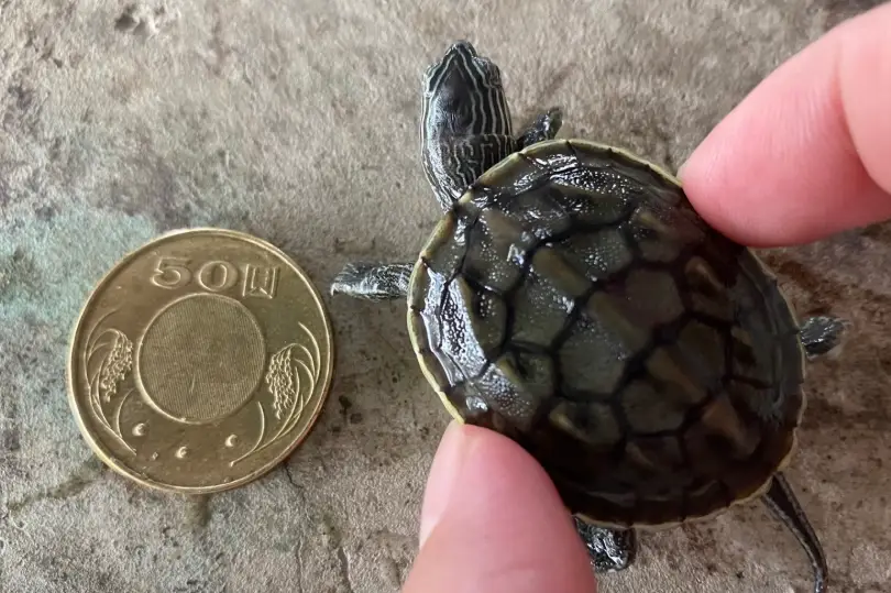 水龜飼料推薦