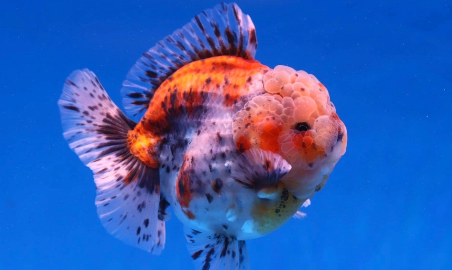 金魚頭瘤 金魚頭瘤