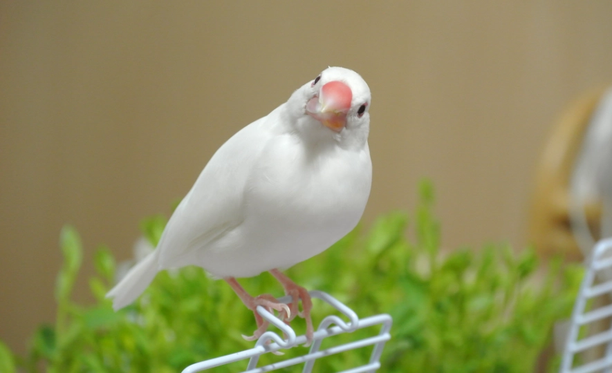 白文鳥配對