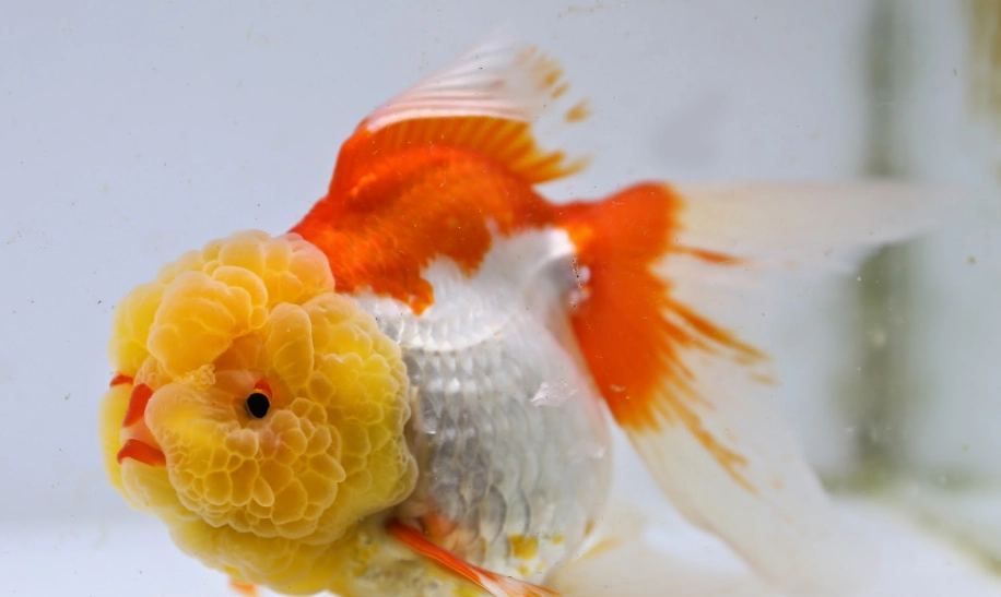 獅頭金魚飼養 獅頭金魚飼養