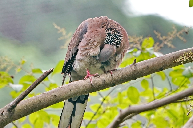珠頸斑鳩風水