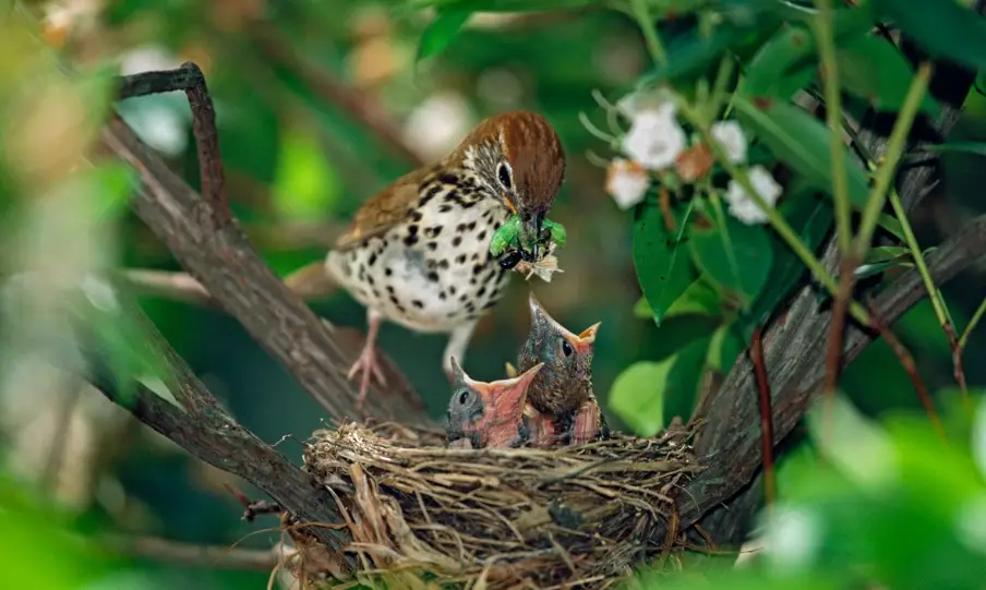 超幼鳥餵食
