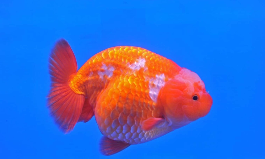 金魚頭瘤 金魚頭瘤