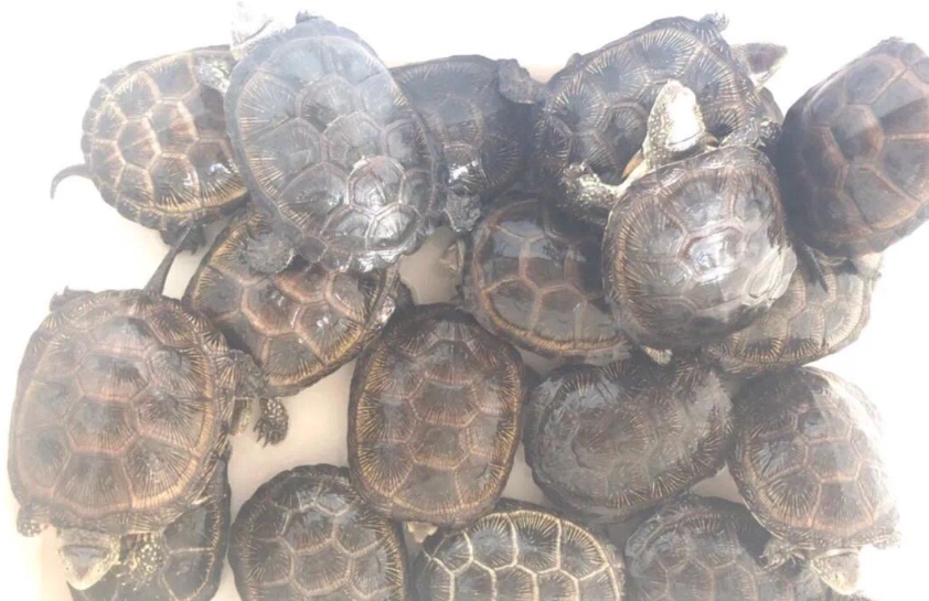 澤龜飼養環境