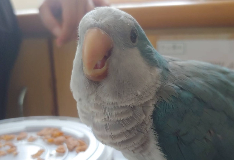 和尚鸚鵡飼養 和尚鸚鵡飼養