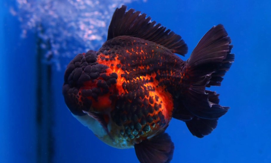 獅頭金魚飼養 獅頭金魚飼養