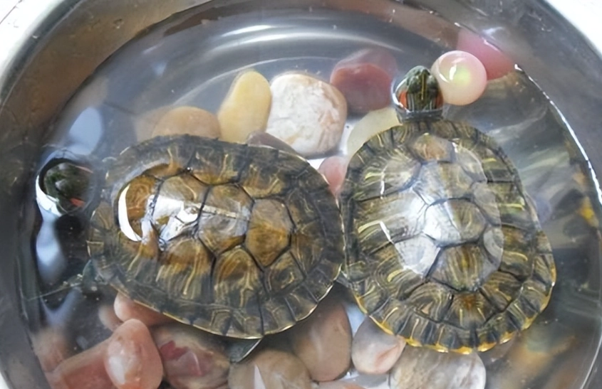 生肖五行養寵物