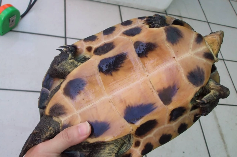 斑龜飼養