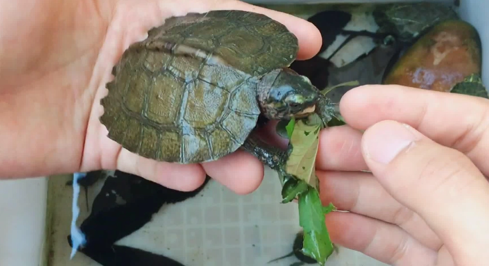 烏龜飼料推薦 烏龜飼料推薦