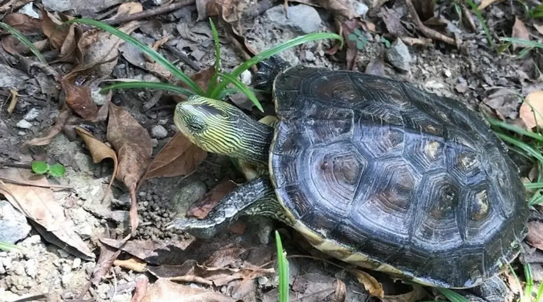 斑龜飼養