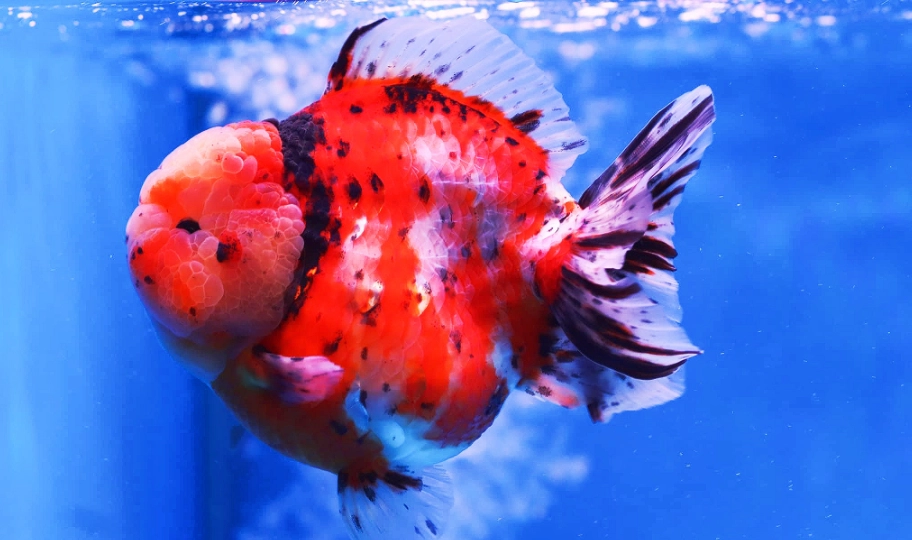 獅頭金魚飼養 獅頭金魚飼養
