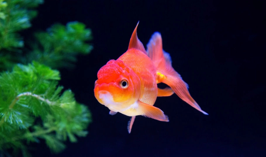 金魚頭瘤 金魚頭瘤