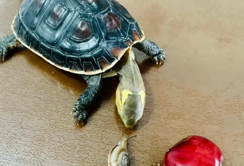 烏龜飼料推薦 烏龜飼料推薦