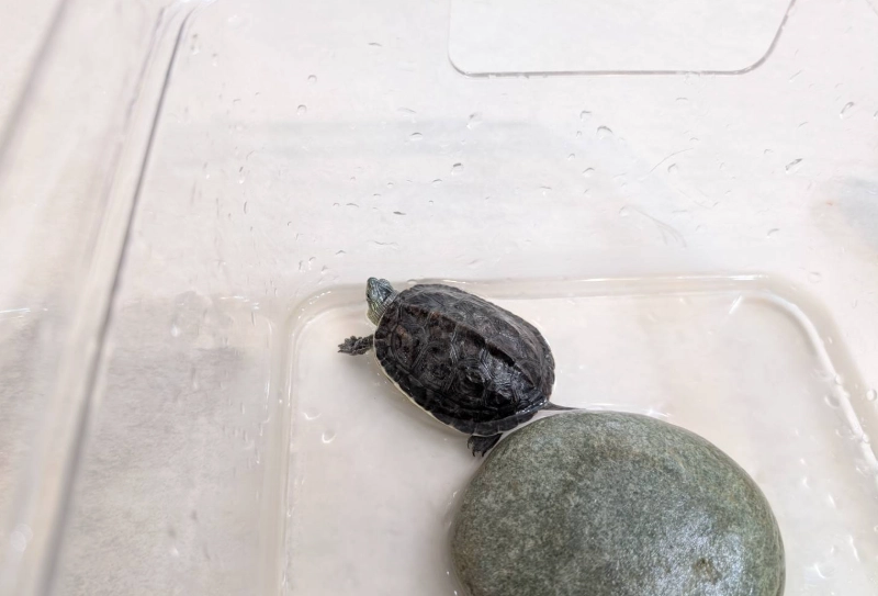 水龜飼料推薦