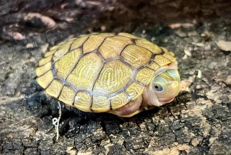 巴西龜死掉的樣子