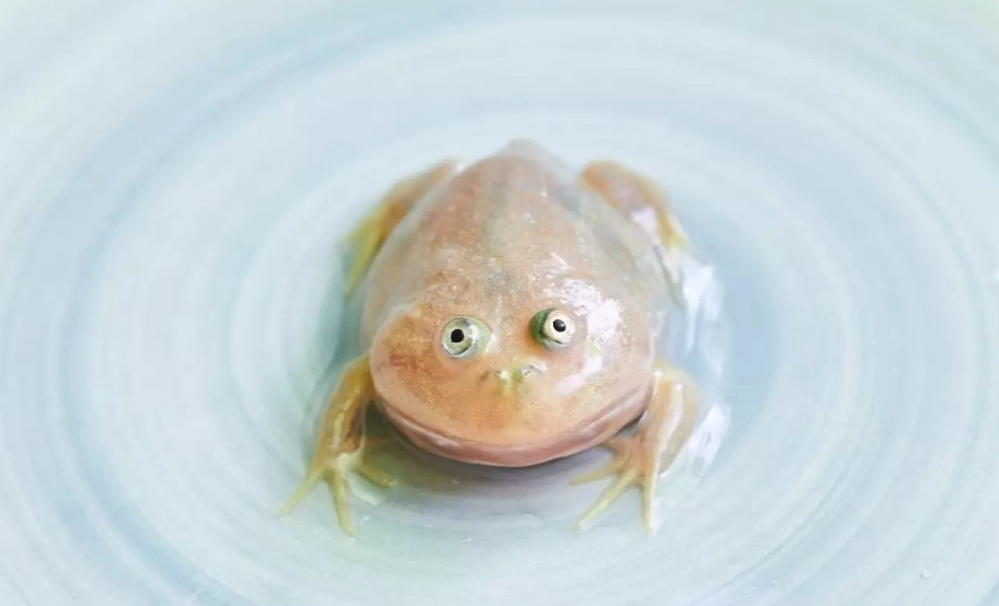 角蛙飼養環境