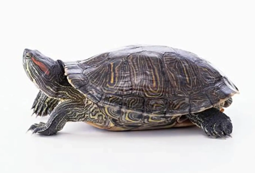 烏龜假死分辨