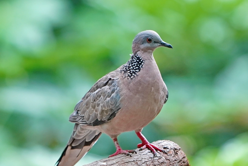 斑鳩陽台築巢